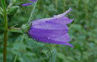 Nesselblättrige Glockenblume