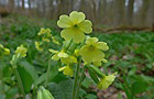 Hohe Schlüsselblume