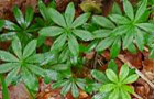 Waldmeister