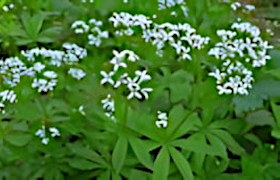Waldmeister