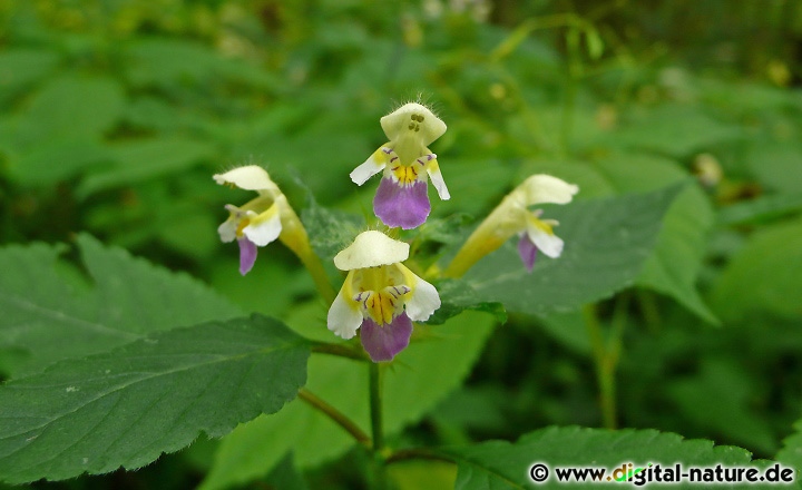 Galeopsis speciosa wächst auf nährstoffreichen Böden in lichten Wäldern