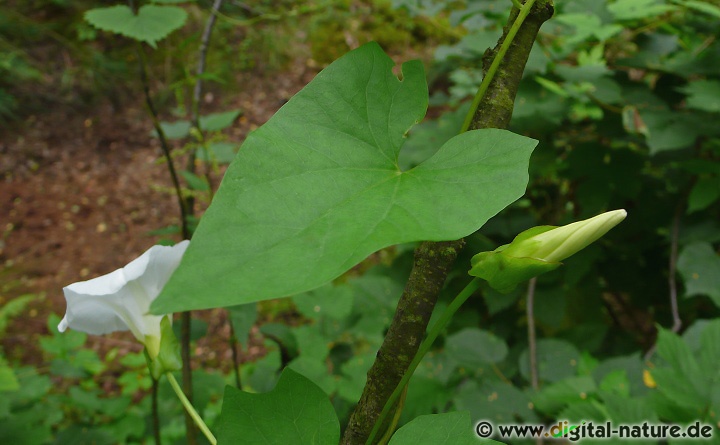 Calystegia sepium findet man in lichten Wäldern oder im Hecken-Biotop