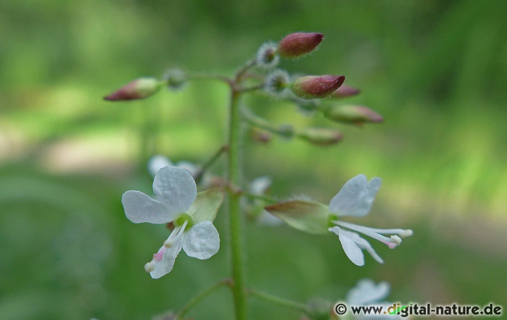 Circaea lutetiana wächst in feuchten Wäldern auf nährstoffreichen Böden
