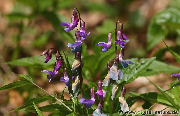 Lathyrus vernus ist ein Frühblüher in Laub- oder Mischwäldern