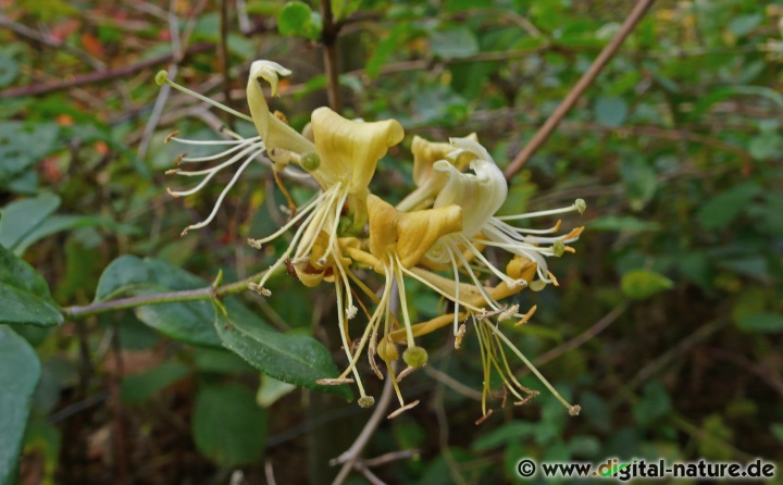 Lonicera periclymenum wächst in Laubmischwäldern