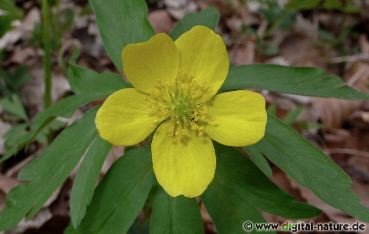 Anemone ranunculoides wächst in basenreichen, feuchten Laub- oder Bruchwäldern