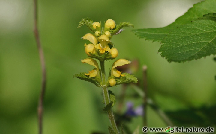 Galeobdolon luteum ist eine ausläuferbildende Pflanze die in Wäldern wächst