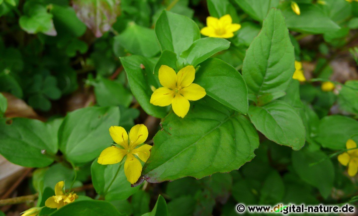 Lysimachia nemorum findet man auf nährstoffreichen Böden