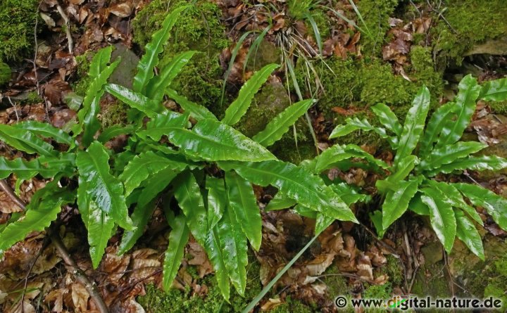 Asplenium scolopendrium wächst auf Kalkfelsen oder an Steilhängen