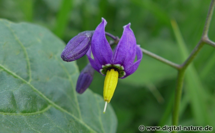 Solanum dulcamara ist eine verholzende Kletterpflanze