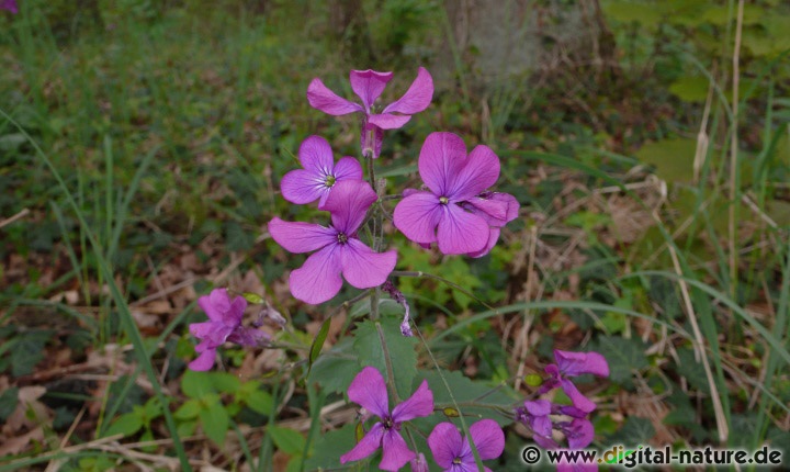 Lunaria annua findet man auf Böschungen, an Waldrändern oder in Gärten