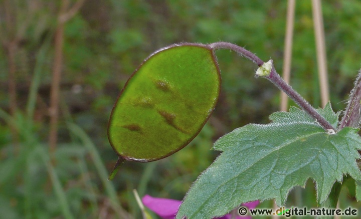 Judaspfennig (Garten-Silberblatt) als Trockenstrauch