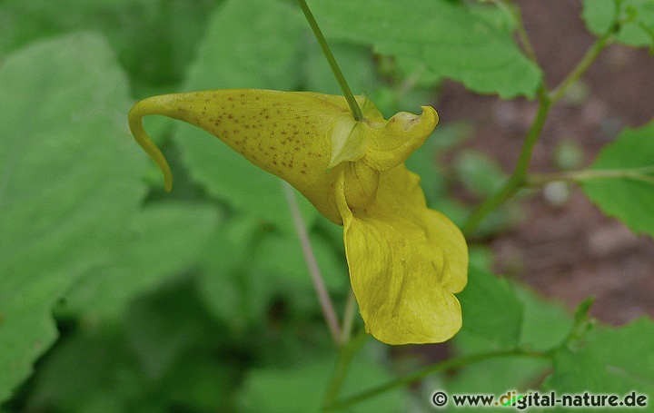 Impatiens noli-tangere wächst in feuchten, humusreichen Laub- oder Nadelwäldern