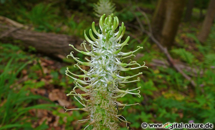 Phyteuma spicatum wächst von Mai bis August in frischen Laub- oder Mischwäldern