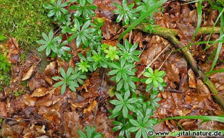 Galium odoratum ist eine mehrjährige rhizombildende Pflanze