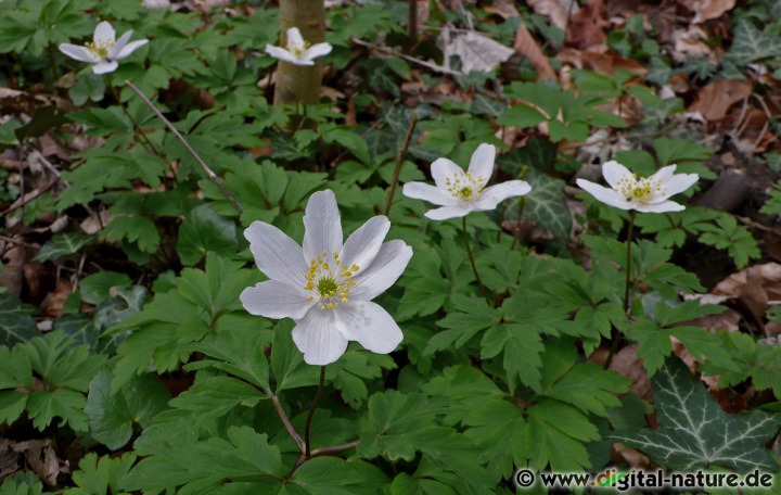 Anemone nemorosa ist eine charakteristische Frühlingspflanze