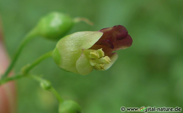 Knoten-Braunwurz in der Naturheilkunde