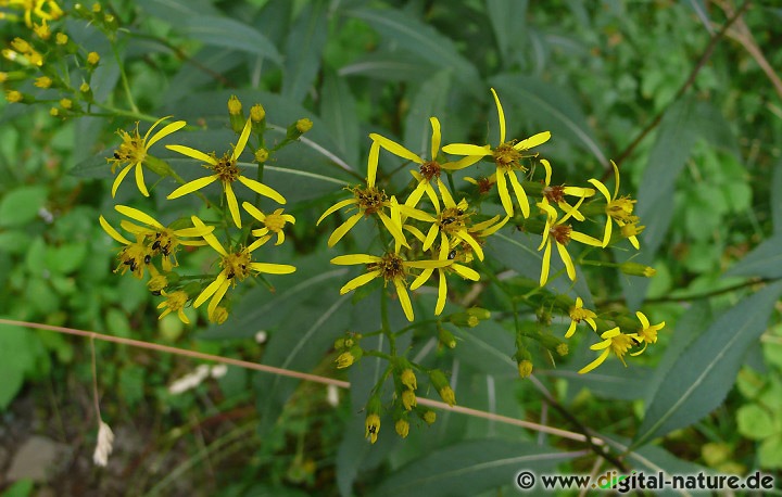 Senecio ovatus wächst auf nährstoffreichen Böden in Laub- oder Mischwäldern
