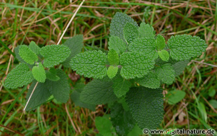 Teucrium scorodonia findet man in Laub- oder Mischwäldern