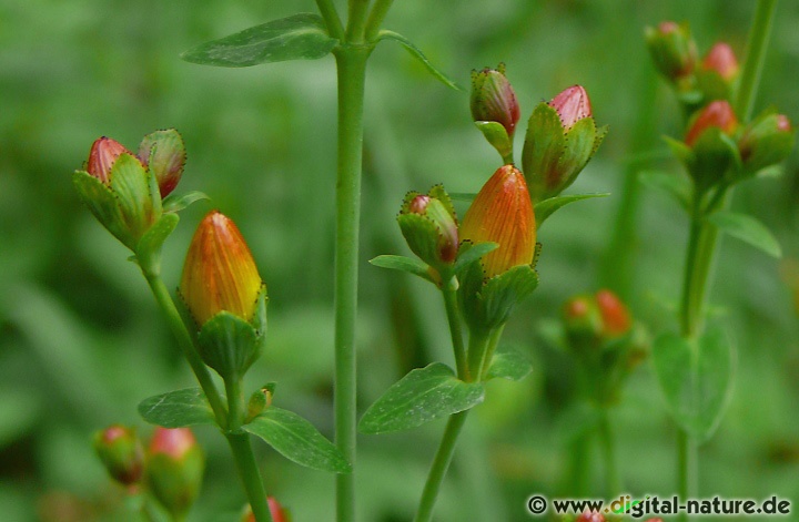 Hypericum pulchrum wächst auf sauren Böden in Laub- oder Mischwäldern