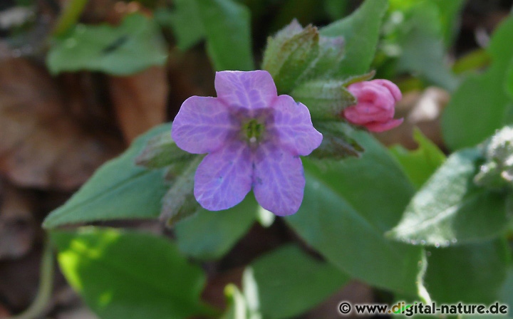 Pulmonaria obscura wächst in Laub- oder Mischwäldern