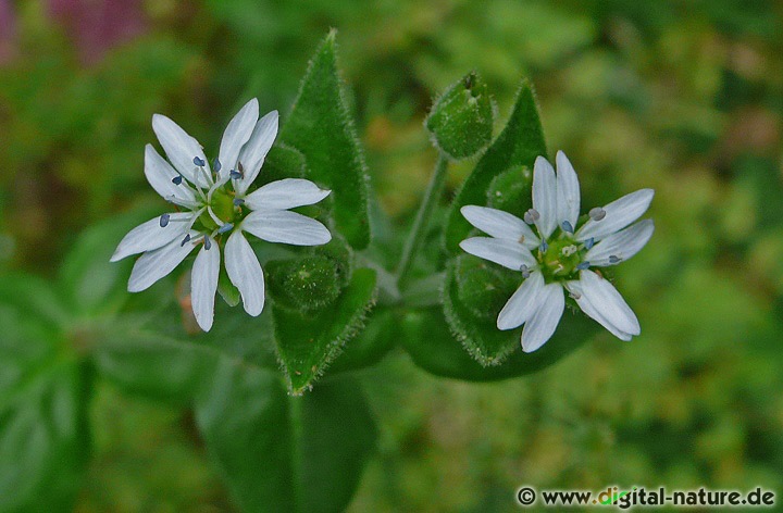 Stellaria aquatica findet man an Wegrändern, in Unkrautfluren oder Gräben