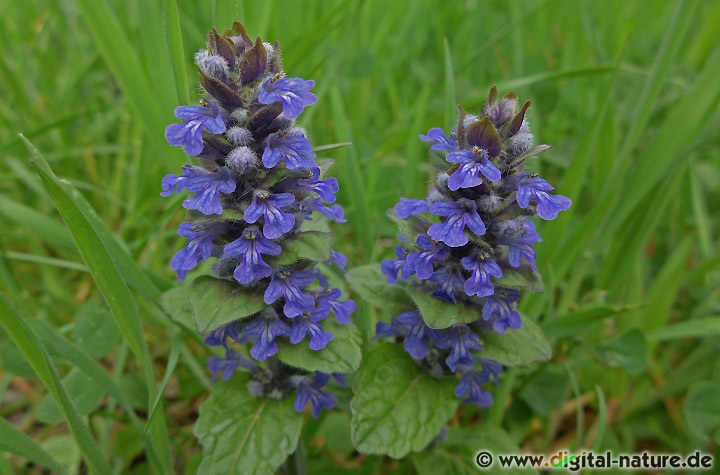 Ajuga reptans blüht von April bis Juni in lichten Wäldern