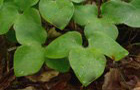 Leberblümchen