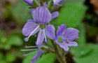 Wald-Ehrenpreis