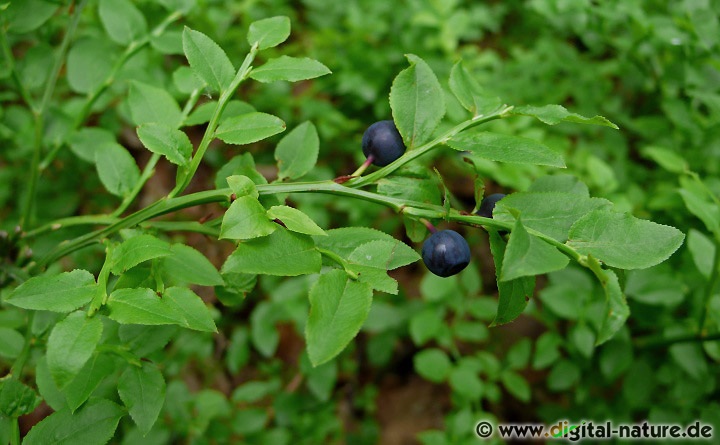Vaccinium myrtillus wächst in Nadel- oder Moor-Wäldern