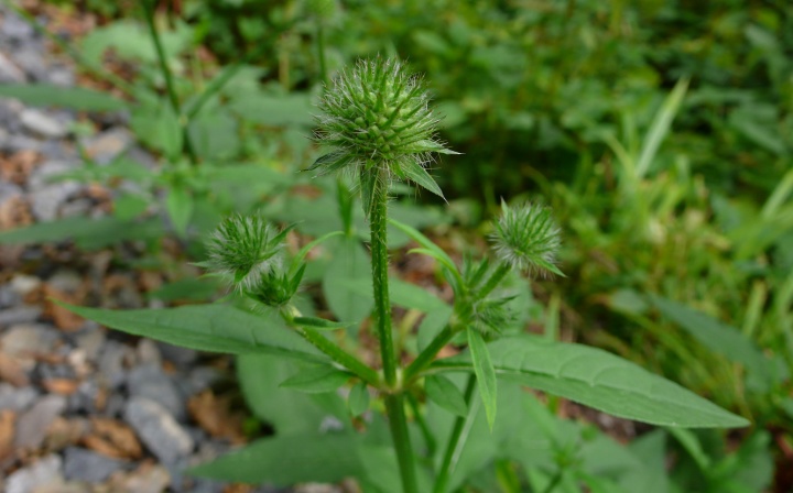 Dipsacus pilosus wächst in Auwäldern, an Wegrändern oder im Uferbereich