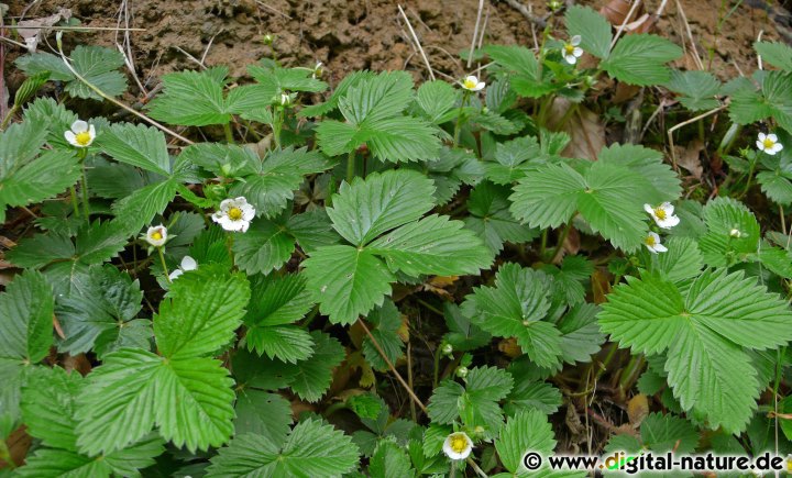 Fragaria vesca wächst auf feuchten, nährstoffreichen Böden