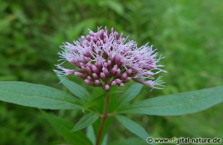 Eupatorium cannabinum blüht in feuchten Wäldern, an Gräben oder im Uferbereich