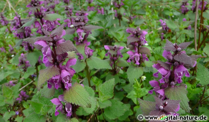 Lamium maculatum wächst in lichten Wäldern, an Wegrändern oder auf Ruderalflächen