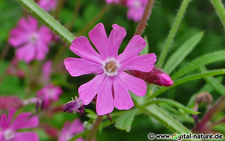 Aktuell wird Silene dioica in der Bachblütentherapie eingesetzt