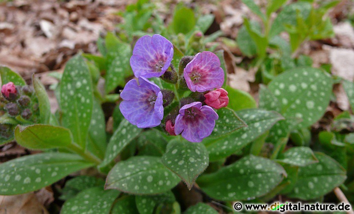 Pulmonaria officinalis wächst in nährstoffreichen Laub- oder Mischwäldern