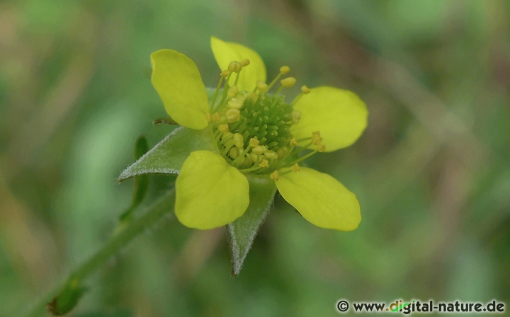Geum urbanum wächst in lichten Laubwäldern oder in Siedlungsnähe