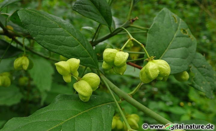 Euonymus europaeus wächst in lichten Wäldern oder im Hecken-Biotop