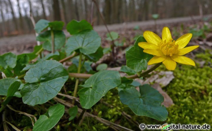 Ranunculus ficaria ist ein charakteristischer Frühblüher