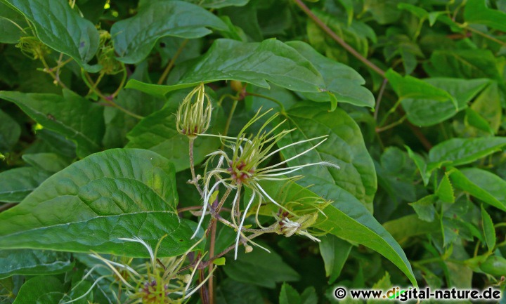 Clematis vitalba ist ein sommergrüner Kletterstrauch