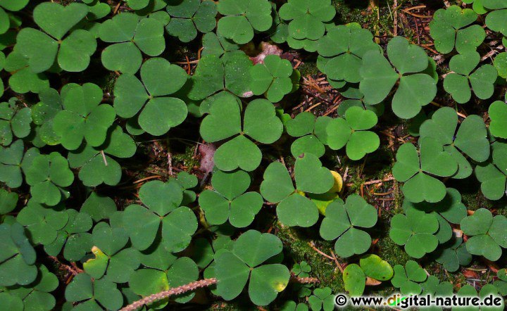 Oxalis acetosella wächst auf sauren Böden in Nadel- oder Mischwäldern