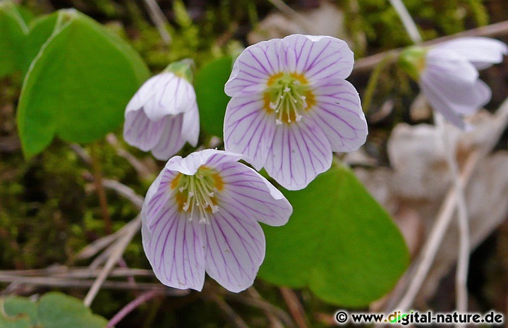 Oxalis acetosella enthält Oxalsäure