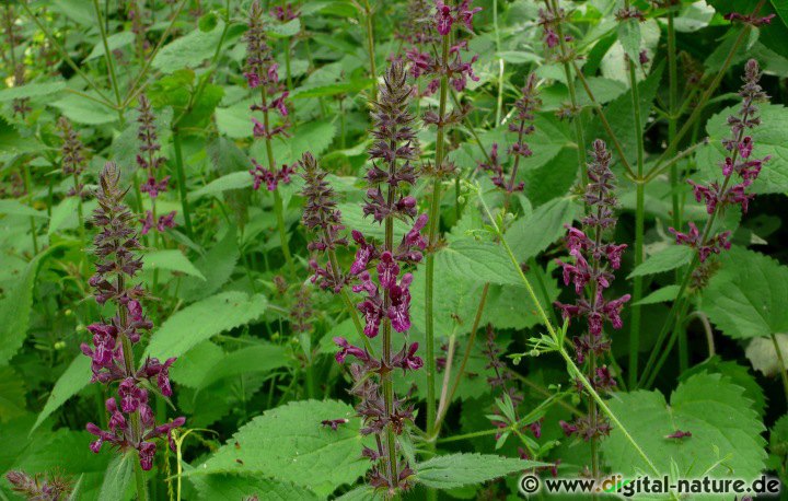 Stachys sylvatica wächst von Juni bis September auf nährstoffreichen Böden