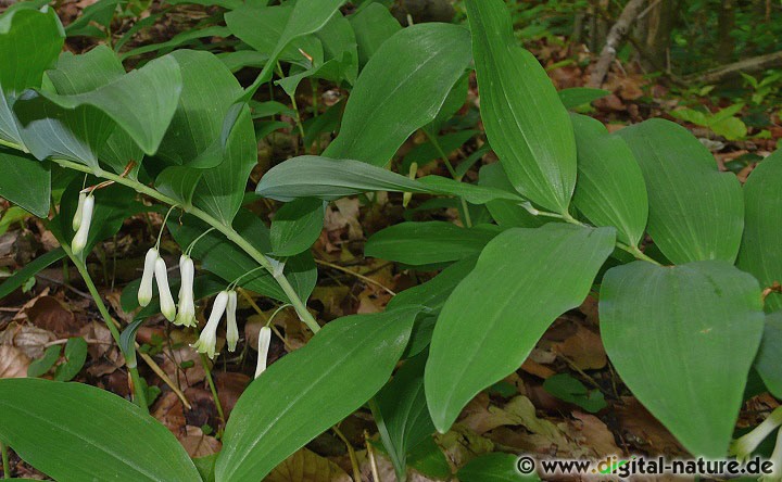 Polygonatum multiflorum wächst auf kalkhaltigen Böden