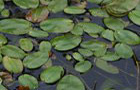 Schwimmendes Laichkraut