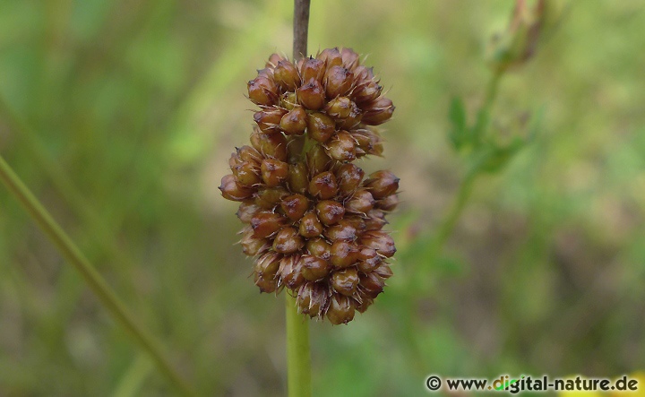 Juncus conglomeratus findet man an Gräben oder im Uferbereich