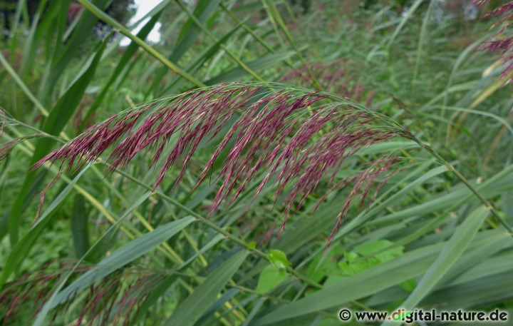 Phragmites australis wächst auf Moorwiesen oder im Uferbereich