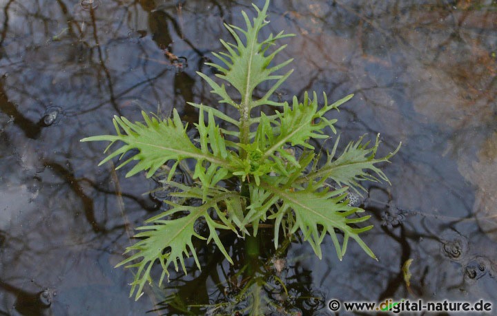 Rorippa amphibia wächst im Sumpf-Biotop oder auf Nasswiesen