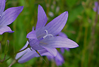 Wiesen-Glockenblume