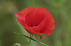 Klatschmohn